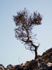 symi