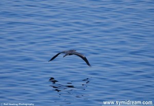 We were walking to Nimborio on Wednesday when we spotted and old bird. Stop it now. Be nice, I wasn't talking about a person. I was talking about this great big winged beast that took off from down at the water’s edge below and then made its lazy way across the sea to another cove.  Neil managed to grab a photo, though it was at a distance by then so he had to crop in. Looks like a heron to me, but I'm not sure which kind. I looked at Symi Flora and Fauna, on the birds page, http://symifloraandfauna.jigsy.com/birds but didn’t see anything that looked similar, so I will have to hope that Lyndon sees this and identifies it. I am sure Neil won’t mind if you use the image either, as you always credit photographers I notice.  That was just one of the day’s highlights, others included a wonderful lunch, long chats over too much wine, and a lift home again afterwards, followed by some unnecessary Andrew Lloyd Webber – there’s one note that Emmy Rossum hits during ‘The point of no return’ that I wanted to hear again, it’s a low note, no disrespect intended to Miss Rossum.  I just went to check up on the spelling of her name and found myself at the Wiki page for the show and that reminded me that I went to the first Saturday performance at Her Majesty’s Theatre, an event I remember well. I’d caught the train down from Lancaster where I was living at the time (because it would be silly to catch it from there if I was living somewhere else) and had arranged to stay with a friend in London overnight. This was on Saturday 11th October 1986 and I had arranged to meet said outside the theatre after the show as I didn’t have anywhere else to stay that night and couldn’t afford a hotel. The show happened, that’s another story, and I waited outside in a very busy Haymarket. And I waited, and waited, until about an hour later, when all the traffic had died down, there was still on said of friend.  This was long before mobile phones and all that jazz (that’s another show) so there was nothing I could do apart from consider a night at Euston station, not a nice thought. Then I hit upon the idea of heading to the bar and searching for the soon to be ex-friend there, but could I remember the name of it? Could I buffalo. I stood there for ages (even saw Miss Brightman and Mr Crawford leave the theatre, separately) watching the cars going back and forth and trying to remember the name of this damn club. Wandering through Piccadilly and crossing the busy streets the name if it would not come back to me. So, there was nothing else to do but head to the station and see what time the first train was. About seven or eight hours later, at least. In the end I wound up in a very sleazy hotel in Kings Cross where the sounds from within the mattress kept me awake most of the night. In the morning I had breakfast with some very nice homeless folk and eventually caught the train back. Back in Lancashire I phoned my mate and found out that he’d completely forgotten due to a christening party and too much tequila, so thanks very much (Rad, you know who you are). Oh yes, and the name of the club I’d tried to recall while dodging traffic? It was called ‘Traffic.’  And the reason I know the exact day is because I looked it up on a ‘find what day you were born’ site where I also discovered that I am 18,854 days old, which is a bit scary, but not as scary as it would be if I were a dog, then I’d be 357 years old. Even scarier would be the fact that a dog wrote what you've just been reading.