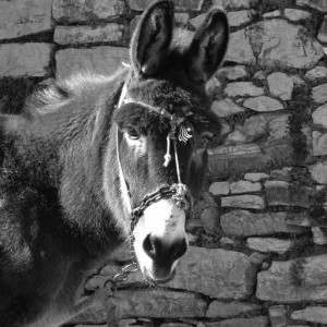 Donkey