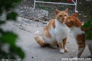 Symi Greece photos