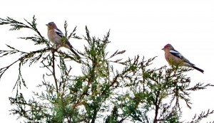 Local finches