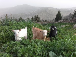 At two months. How cute can you get? Photos from Suzan 