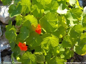 Images from Symi Greece