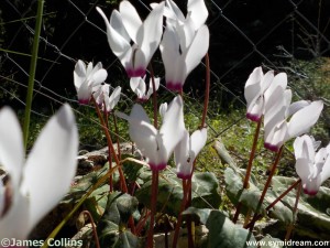 Images from Symi Greece