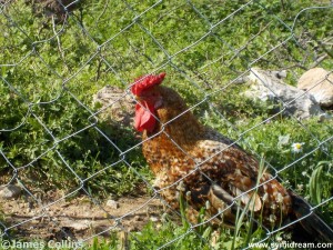 Images from Symi Greece