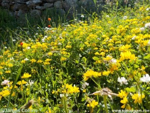 Images from Symi Greece