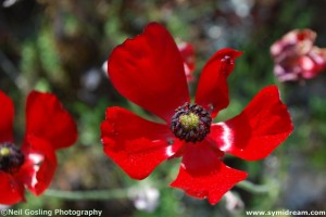 Images from Symi Greece