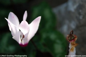 BBQ Niborio Symi Greece