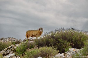 Images from Symi Greece
