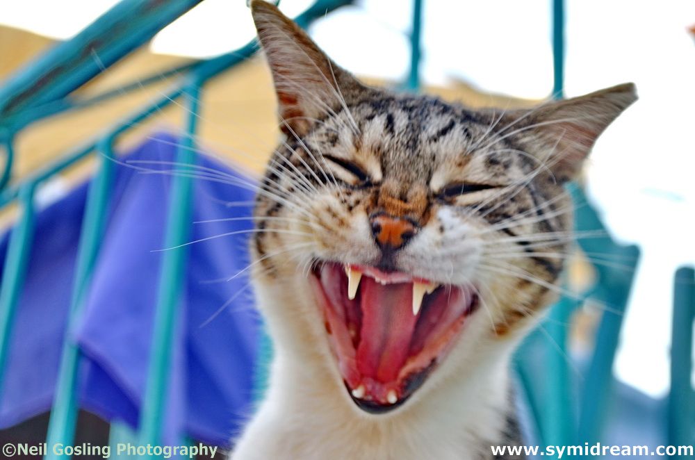 Images from Symi Greece by Neil Gosling and James Collins