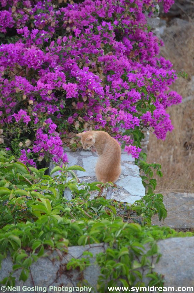 Images from Symi Greece by Neil Gosling and James Collins