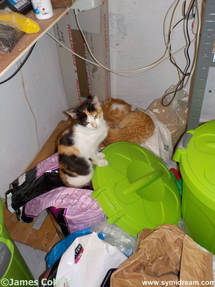 Pet Island, Symi’s pet shop at the bottom of the Kali Strata. Michaelis has all kinds of pet supplies, can get most thing you will need and also has some treatments for animals. 