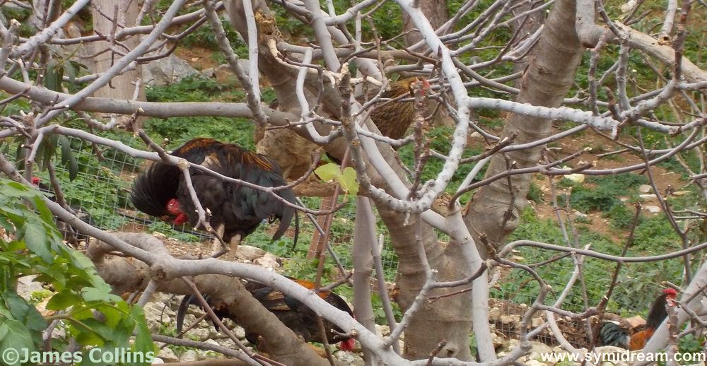 Continuing our series of animals in trees, here are some chickens in a tree - you may have to look closely
