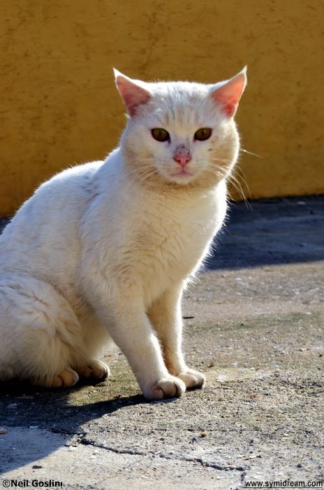 Symi cats, Greece Simi
