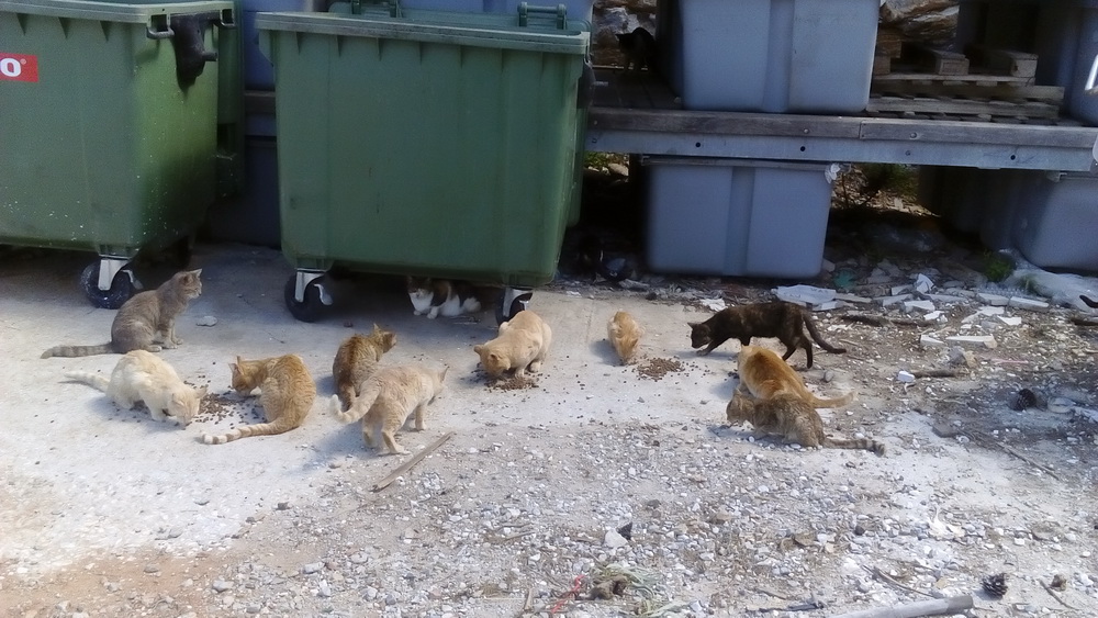 Stray cats being looked after at Nimborio