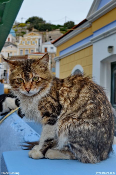 Symi cats, Greece Simi