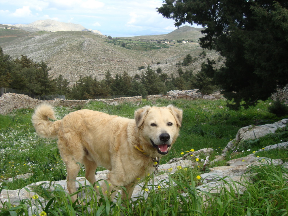 Kamberis