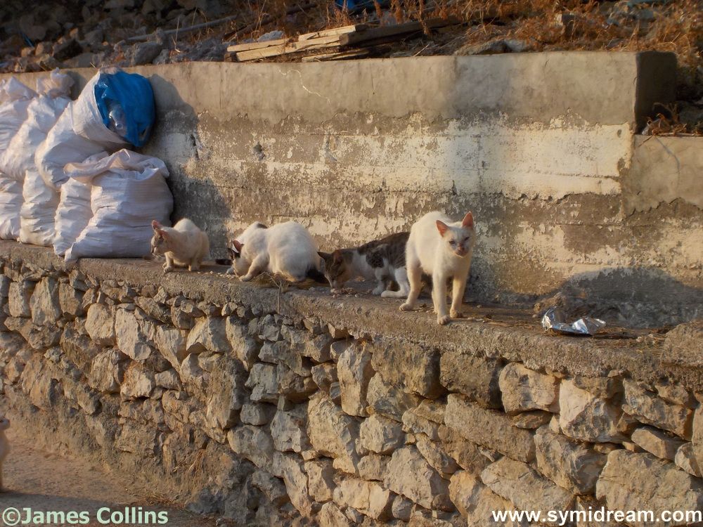 Local stray cats - being looked after