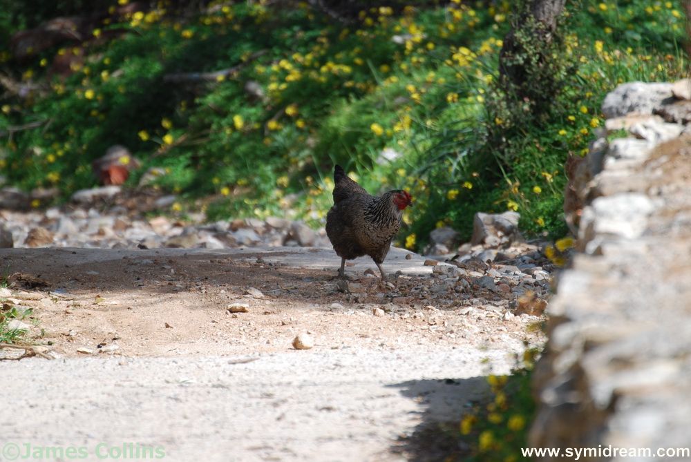 Symi spring photos