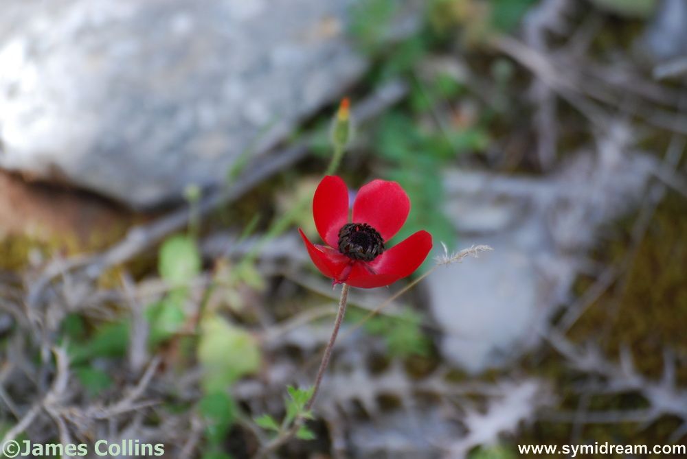 Symi Greece Symi Dream photos