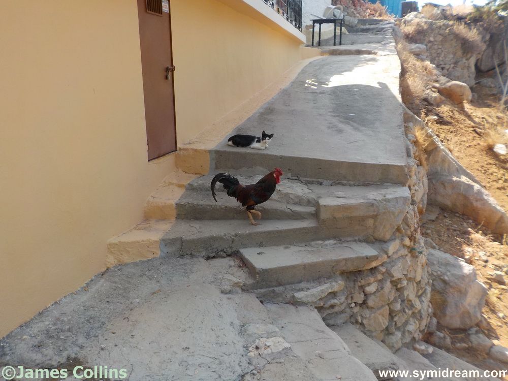 Symi Greece Symi Dream photos