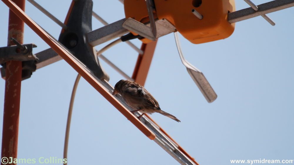 Symi Greece Symi Dream photos