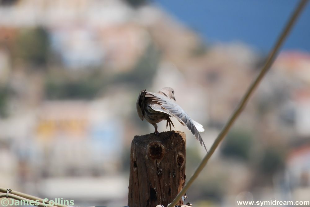 Symi Greece Symi Dream photos
