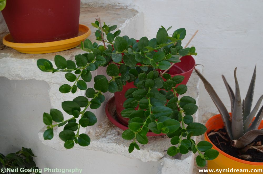 Images from Symi Greece by Neil Gosling and James Collins