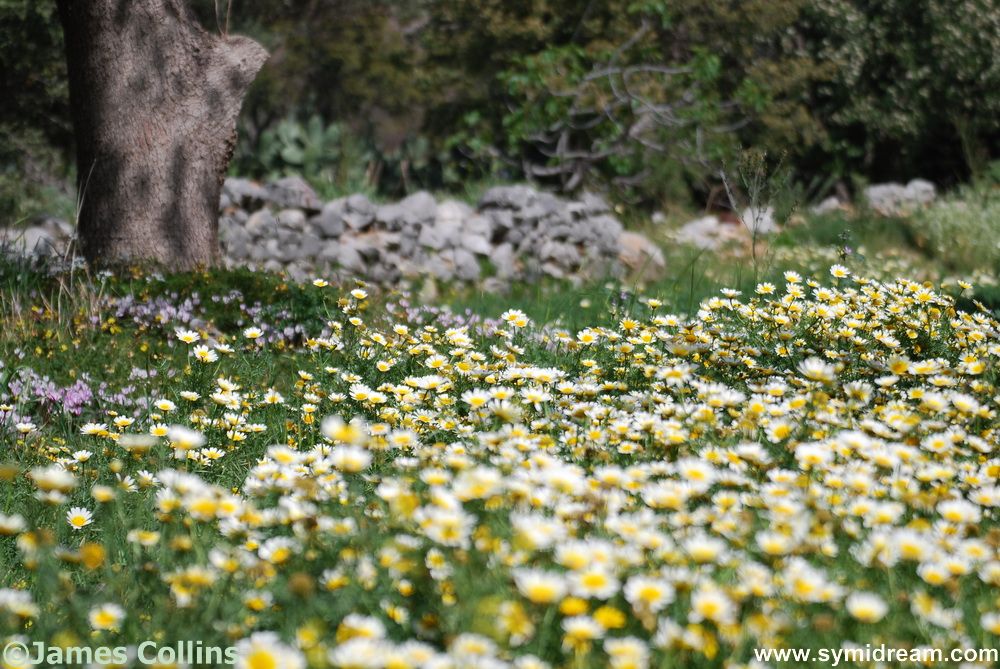 Symi Greece Symi Dream