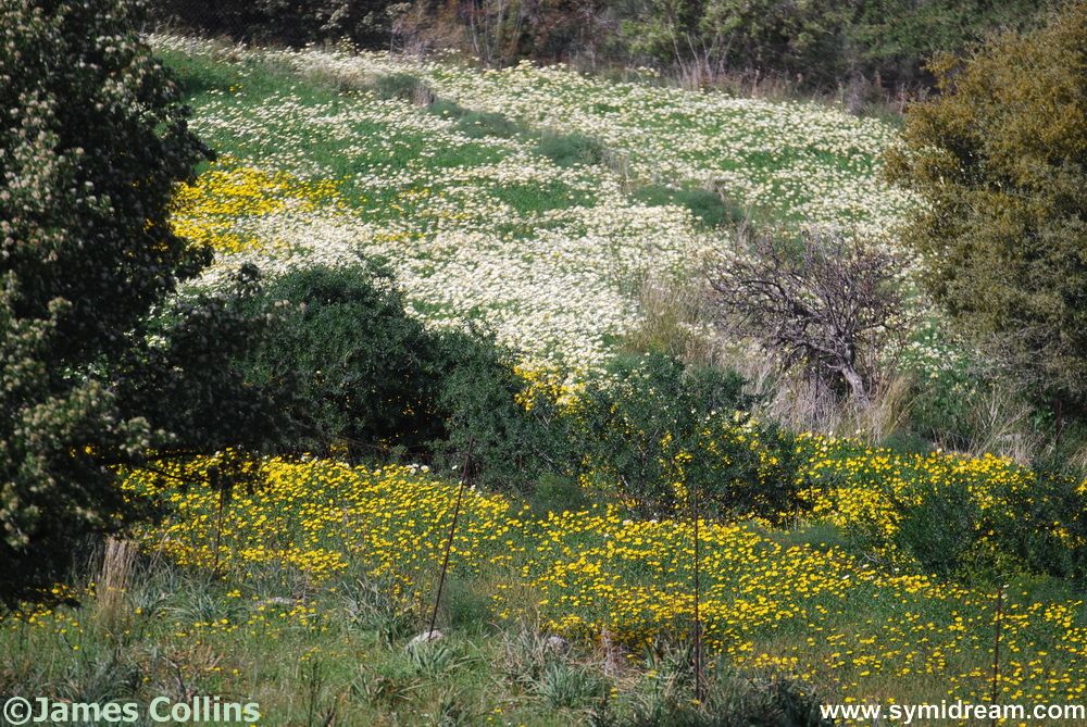 Symi Greece Symi Dream