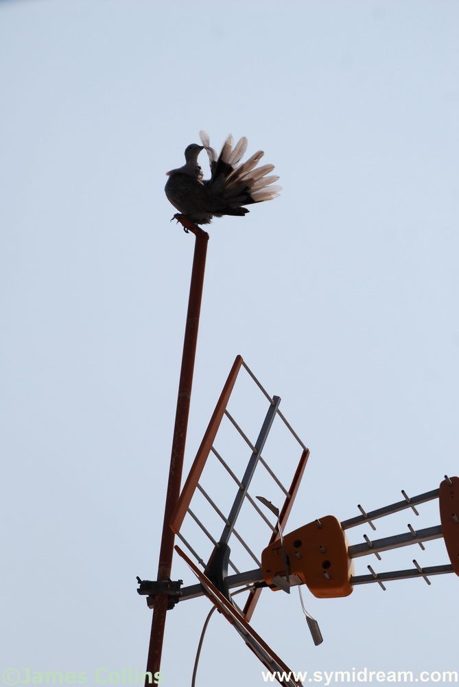 Symi Greece Symi Dream photos