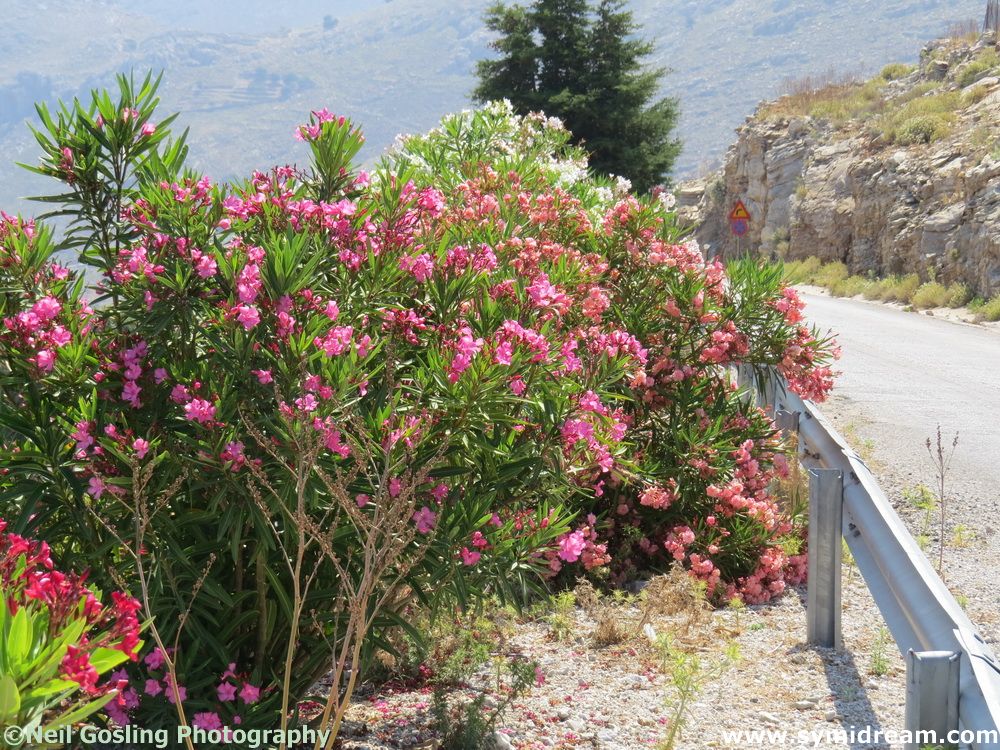 Symi Greece Symi Dream