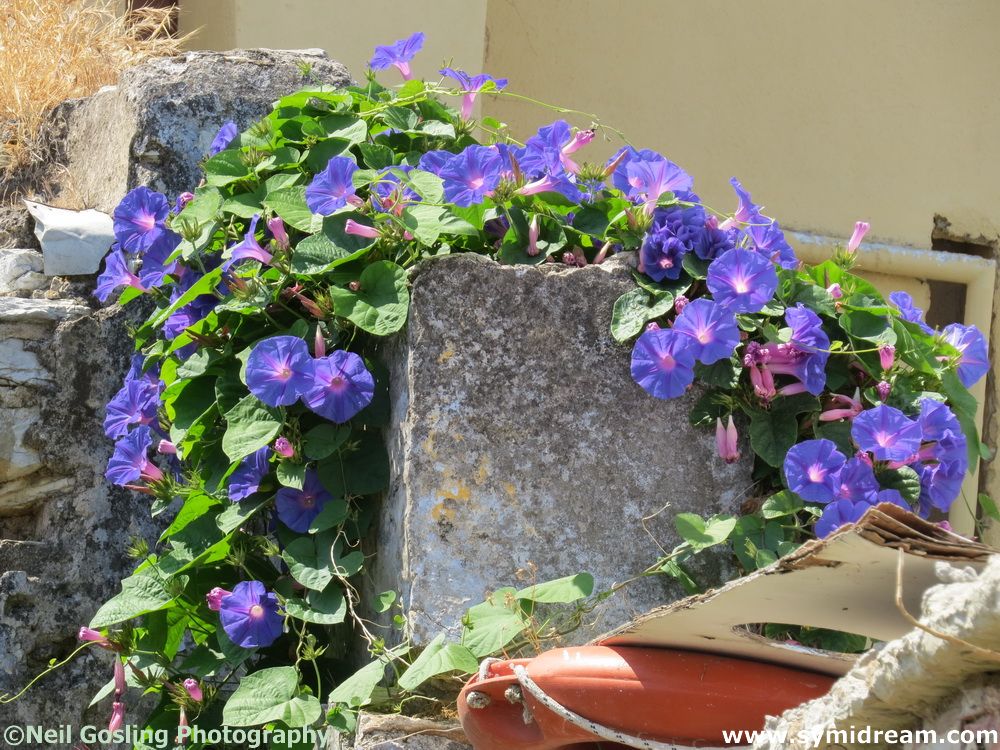 Symi Greece Symi Dream