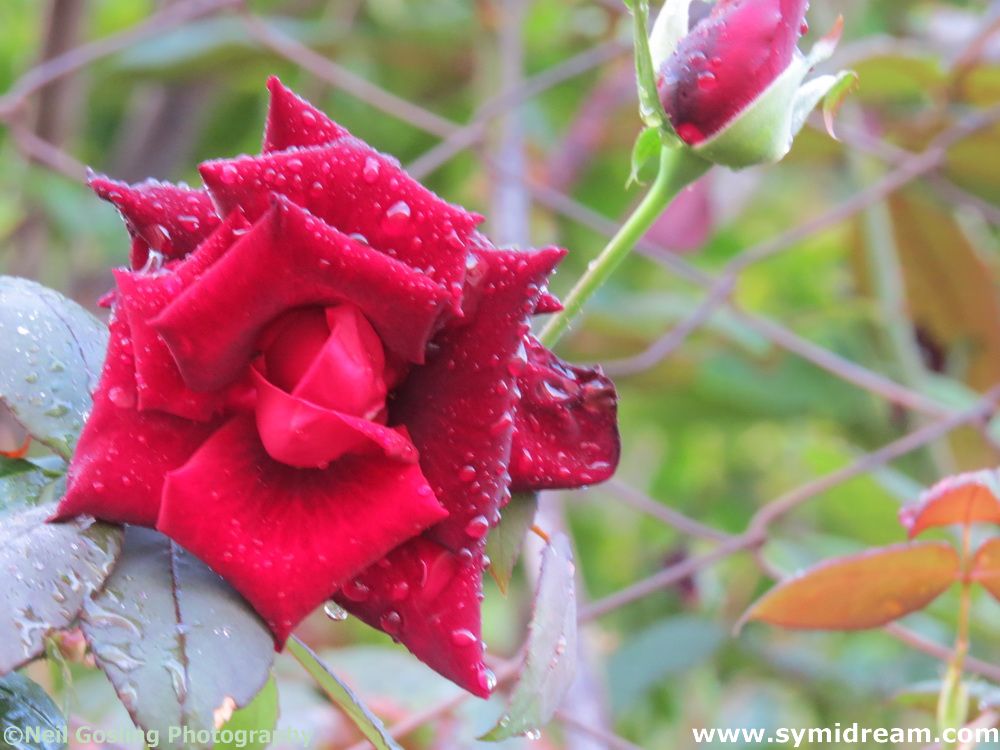 Symi Greece Symi Dream photos