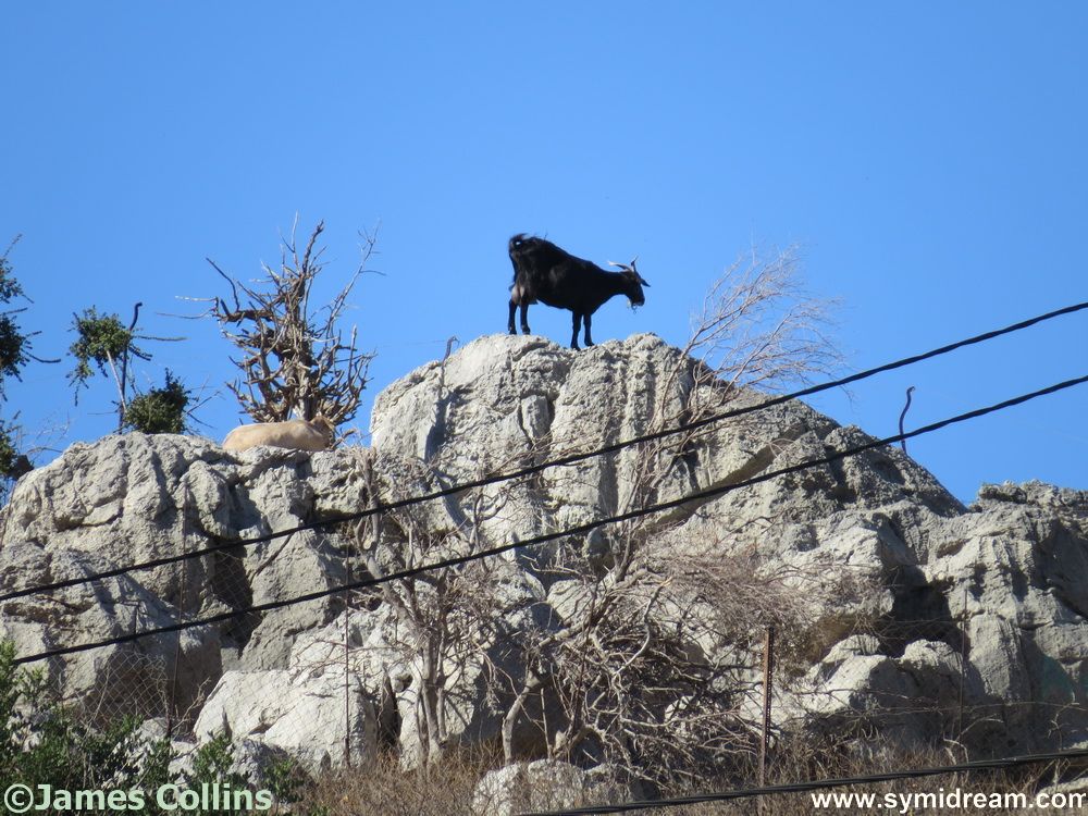 Symi Greece Symi Dream photos