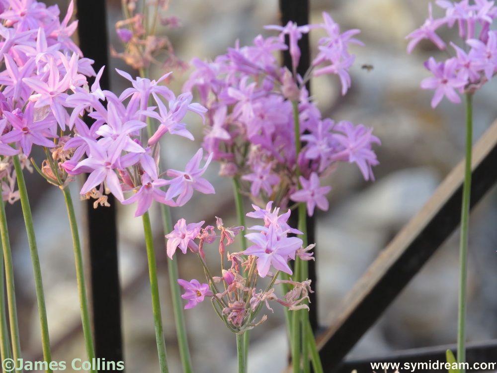 Symi Greece Symi Dream photos