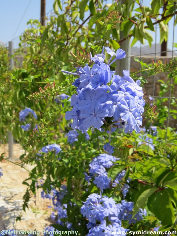 Symi Greece Symi Dream photos