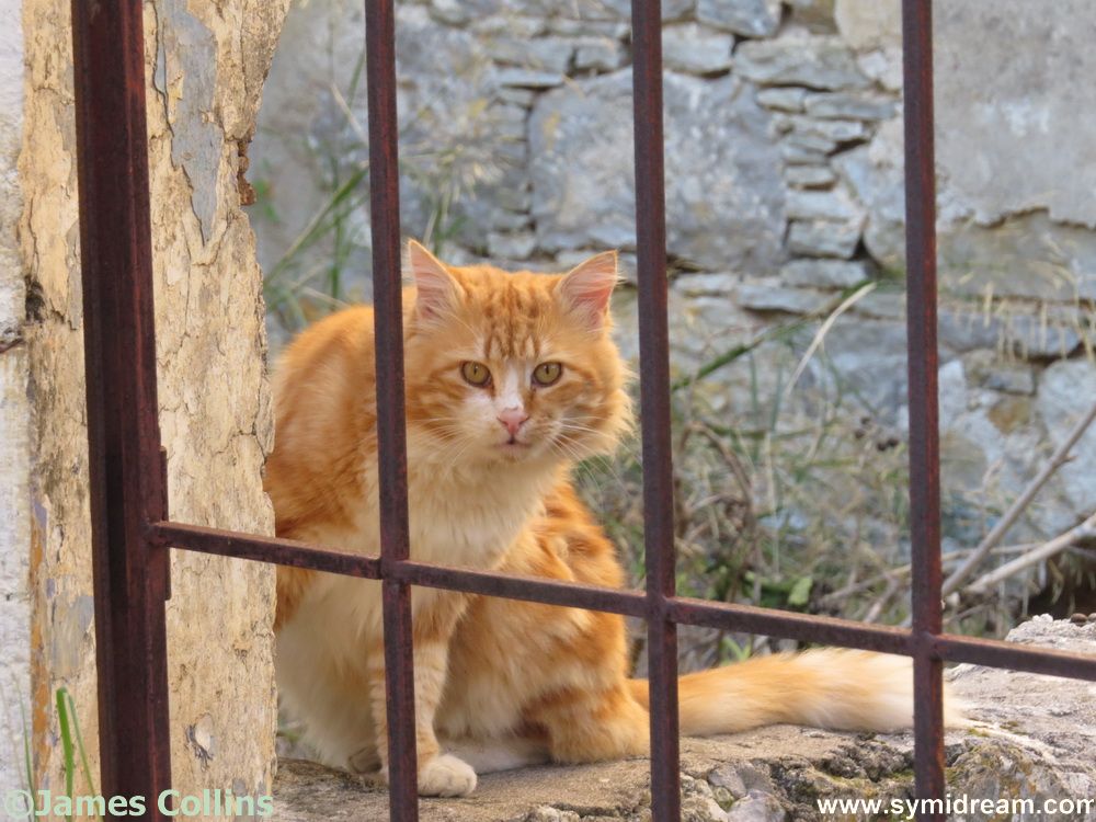 Symi Greece Symi Dream photos