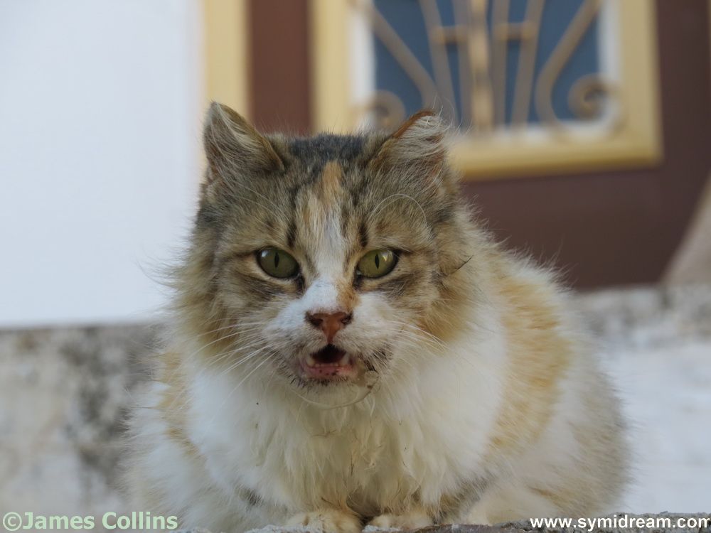 Symi Greece Symi Dream photos