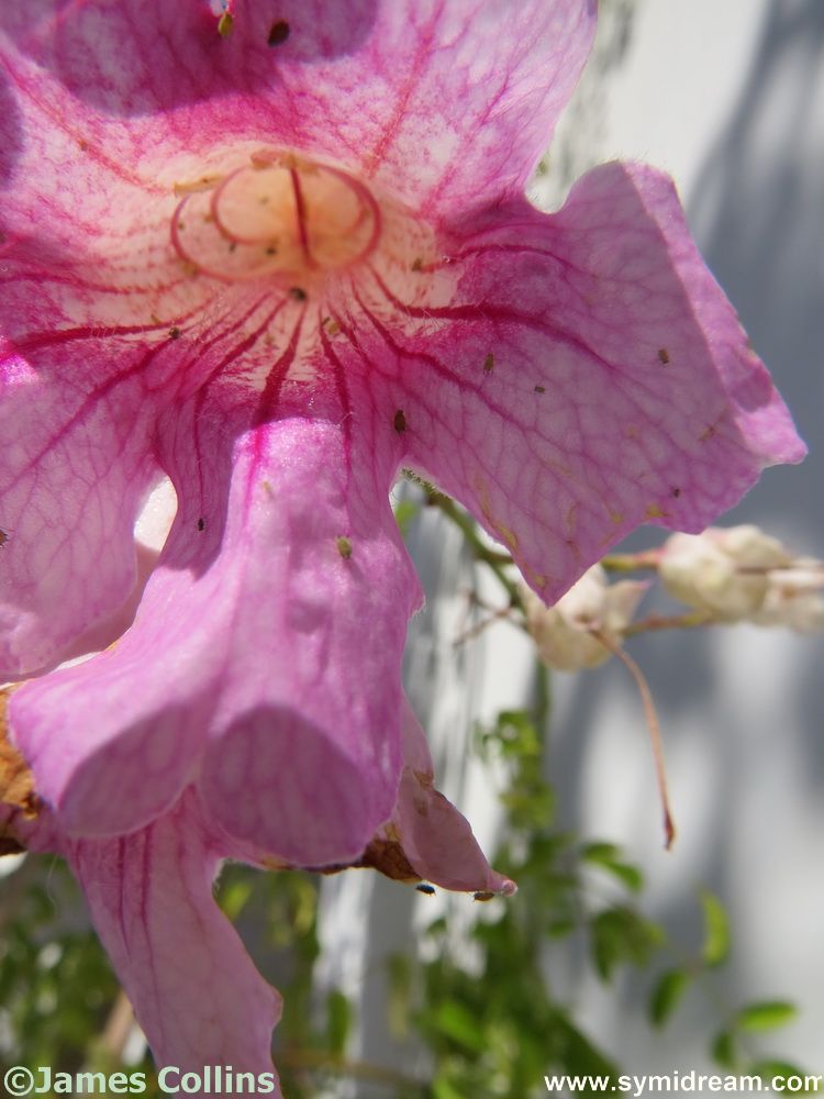Symi Greece Symi Dream photos