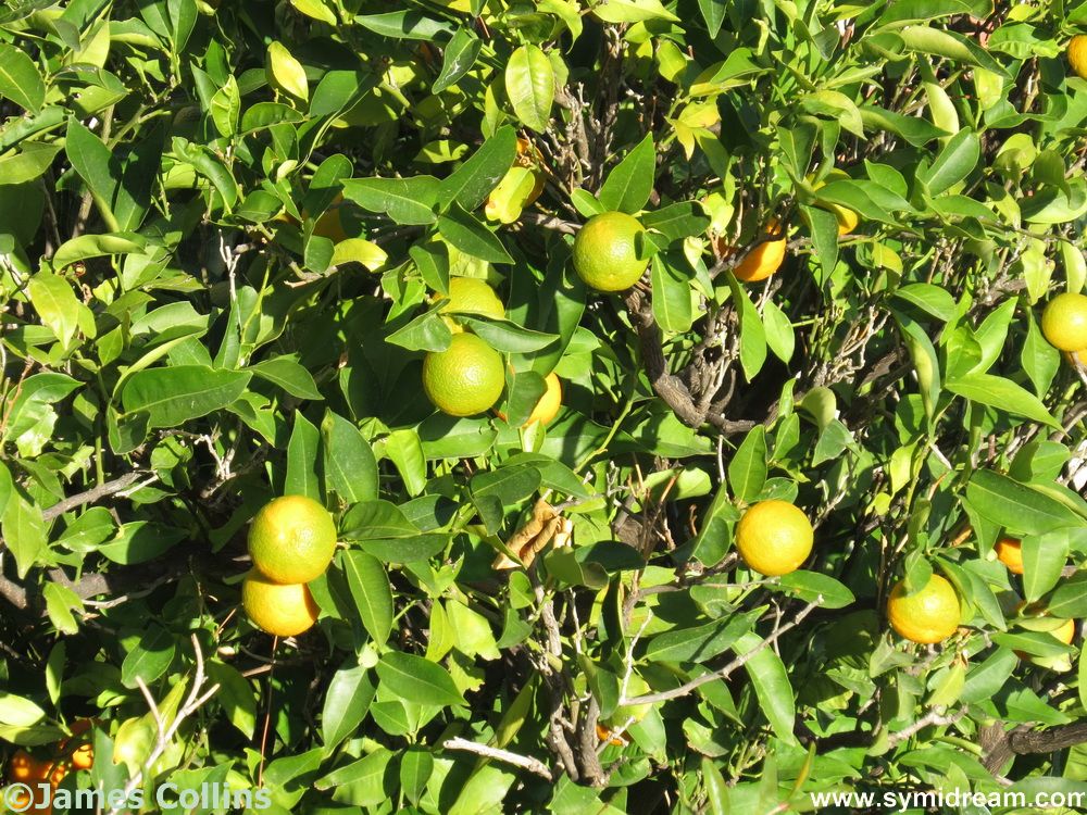 Symi Greece Symi Dream photos