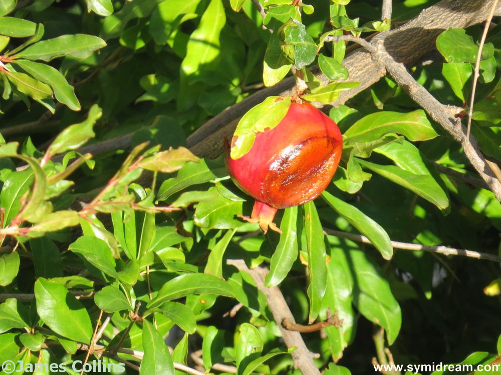 Symi Greece Symi Dream photos