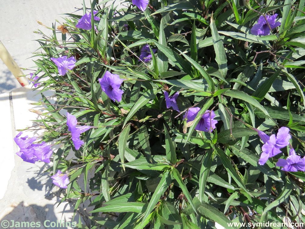 Symi Greece Symi Dream photos