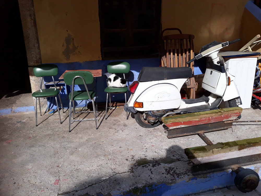 Cats always find the sunny spot even on a cold day