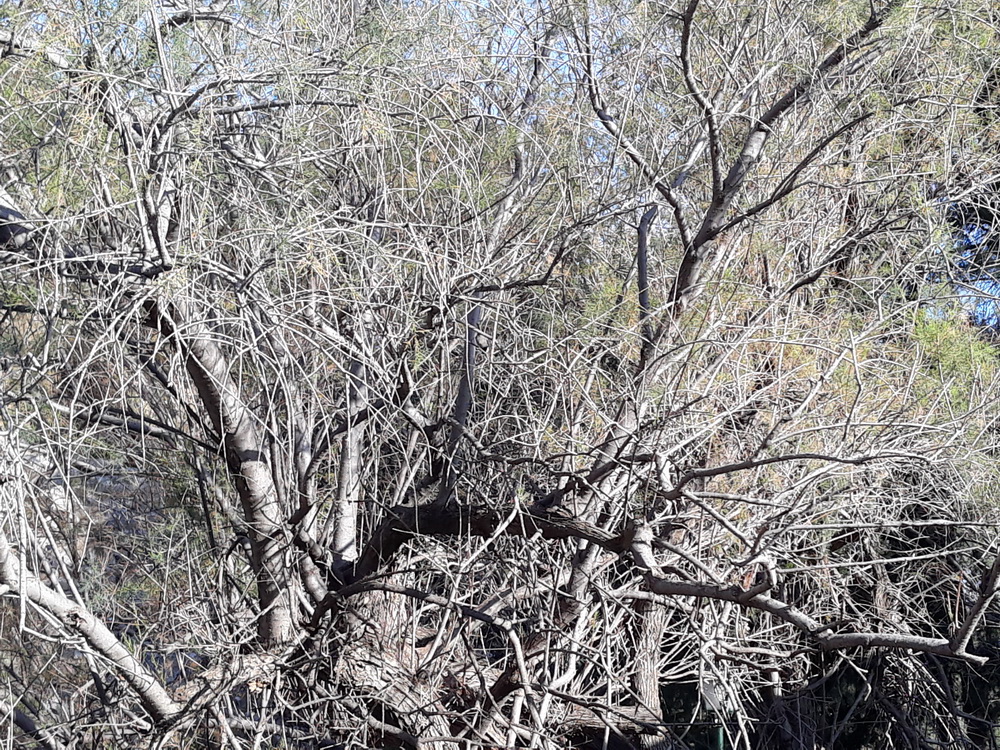 There's a coal tit in this tree somewhere