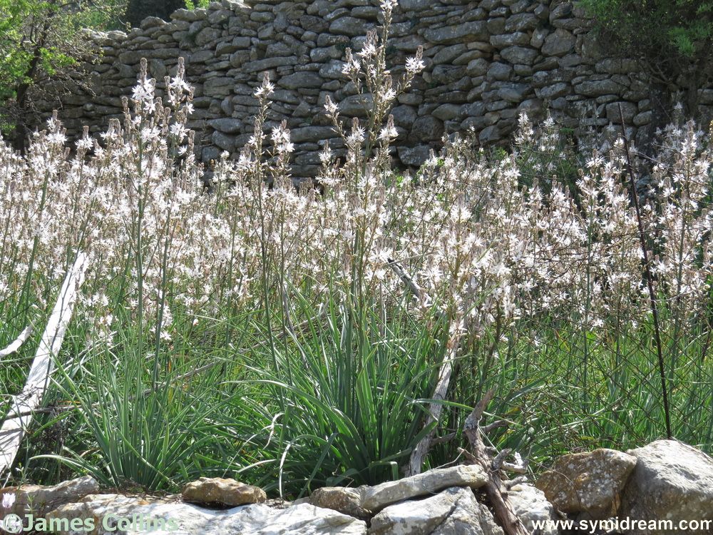 Symi Greece Symi Dream photos