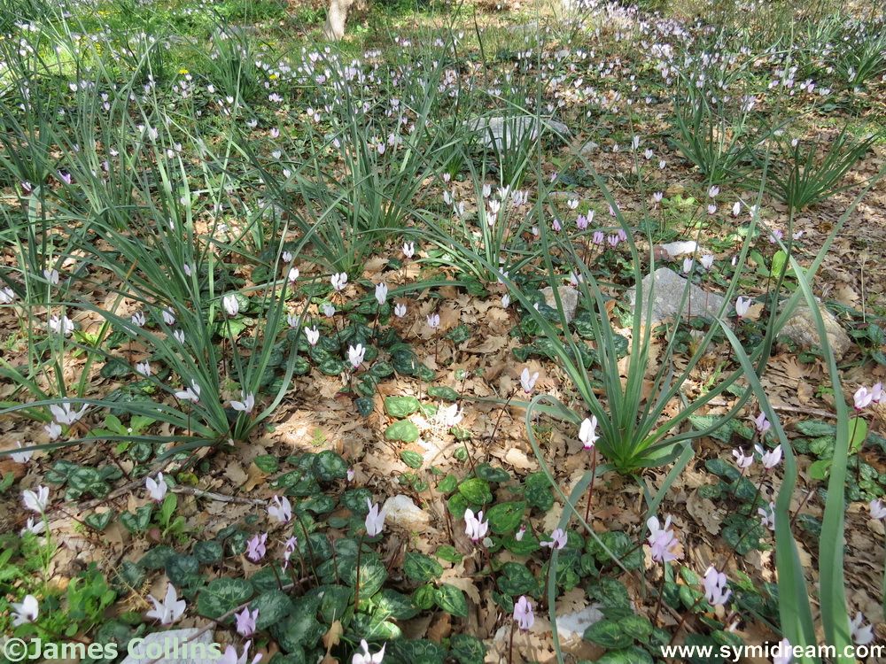 Symi Greece Symi Dream photos