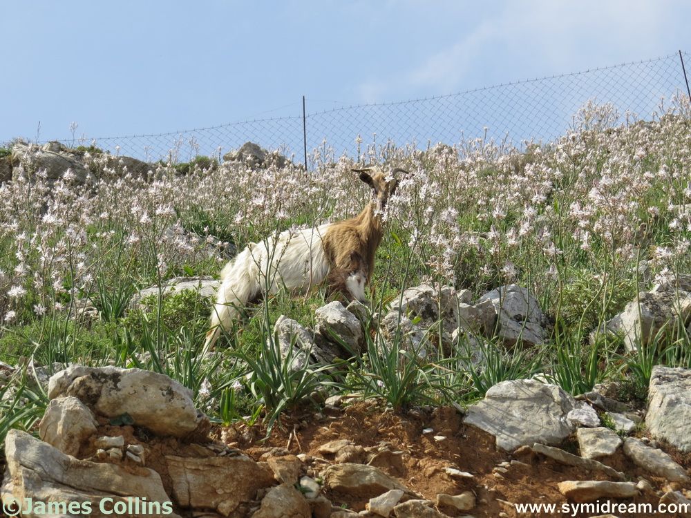 Symi Greece Symi Dream photos
