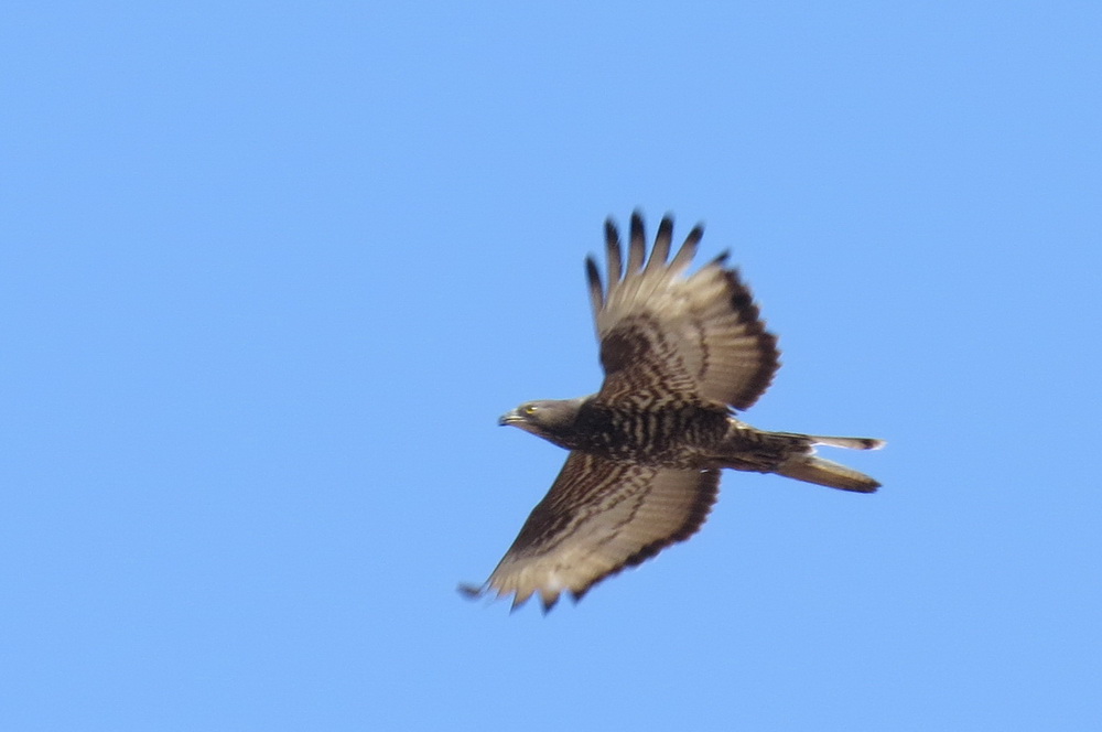 A buzzard passing by the house yesterday