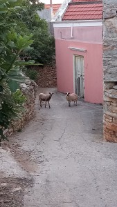 My biggest fans following me on a walk the other morning.